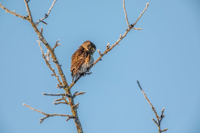 pájaro en arbol